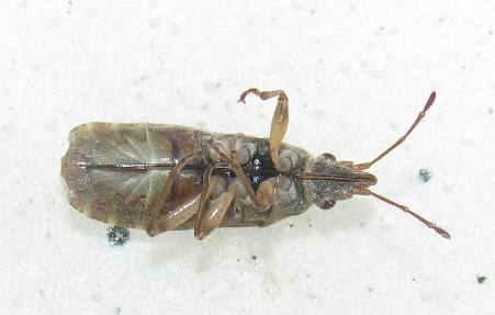 Lygaeidae: Orsillus maculatuus della Turchia